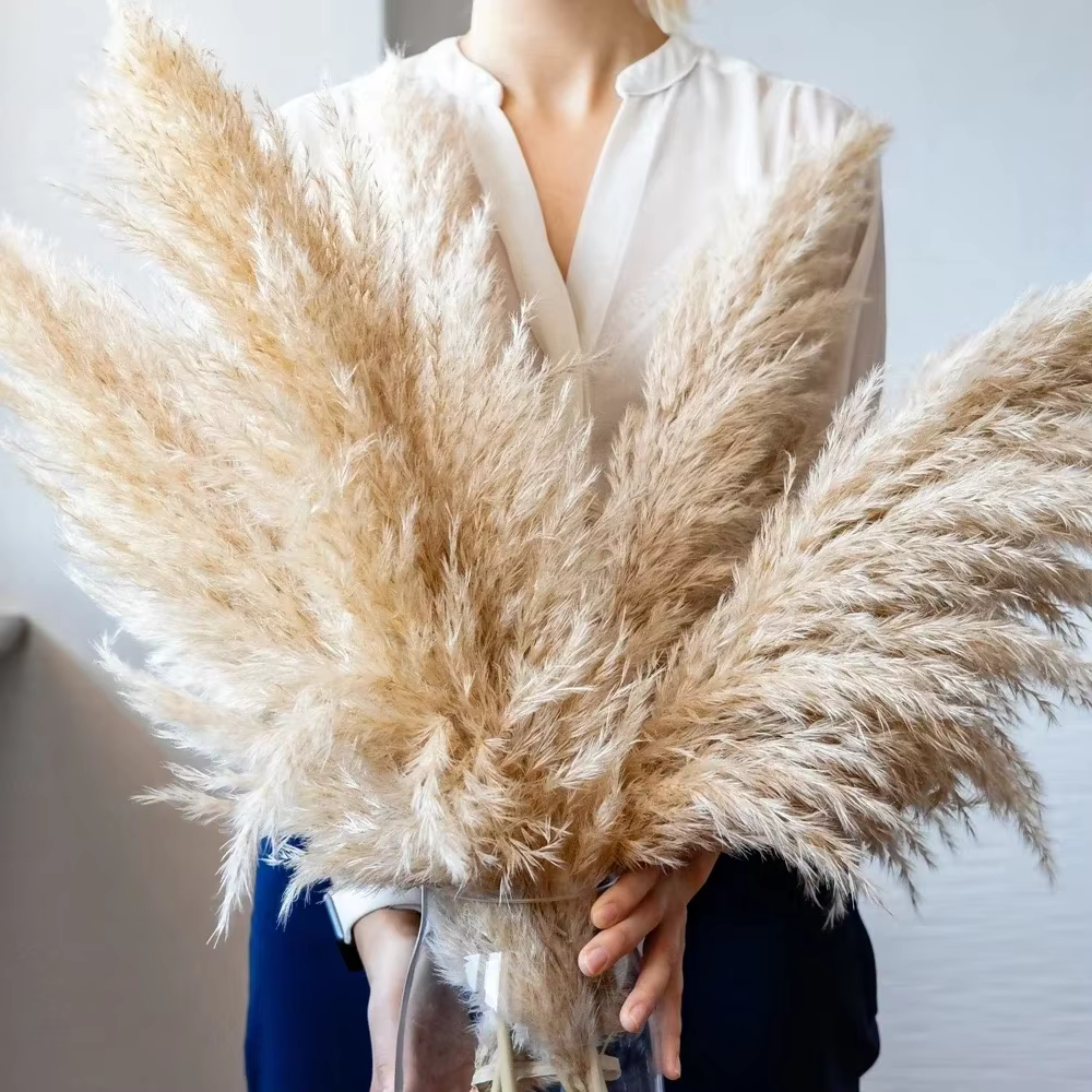 80-120 cm Pampas herbe grand