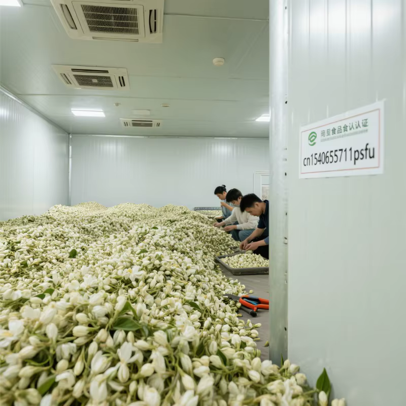 Boutons de jasmin naturels de qualité supérieure