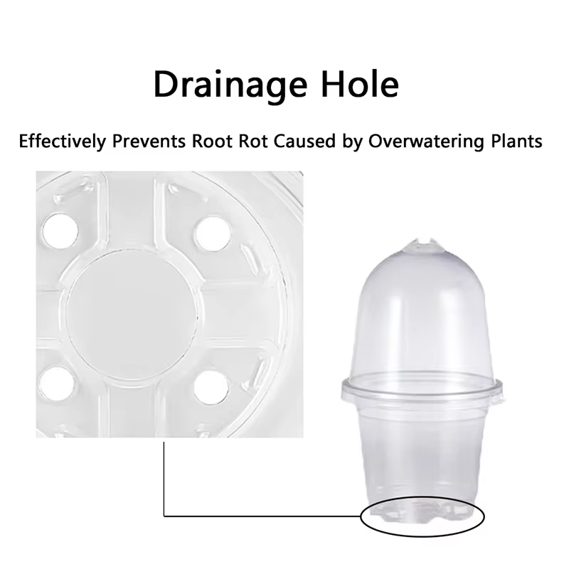 Pots transparents pour pépinière de plantes en PET avec couvercles