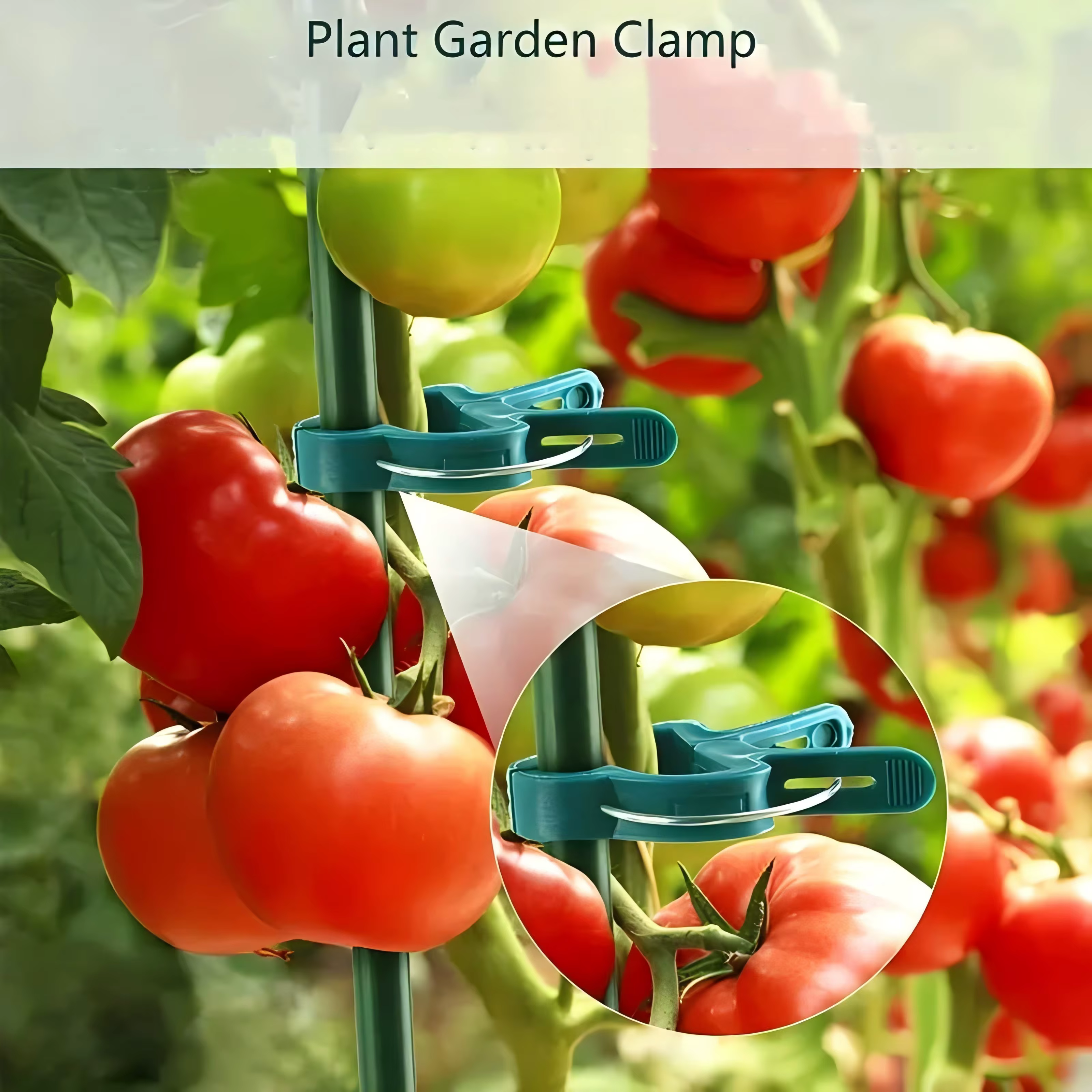 Clips pour plantes grimpantes