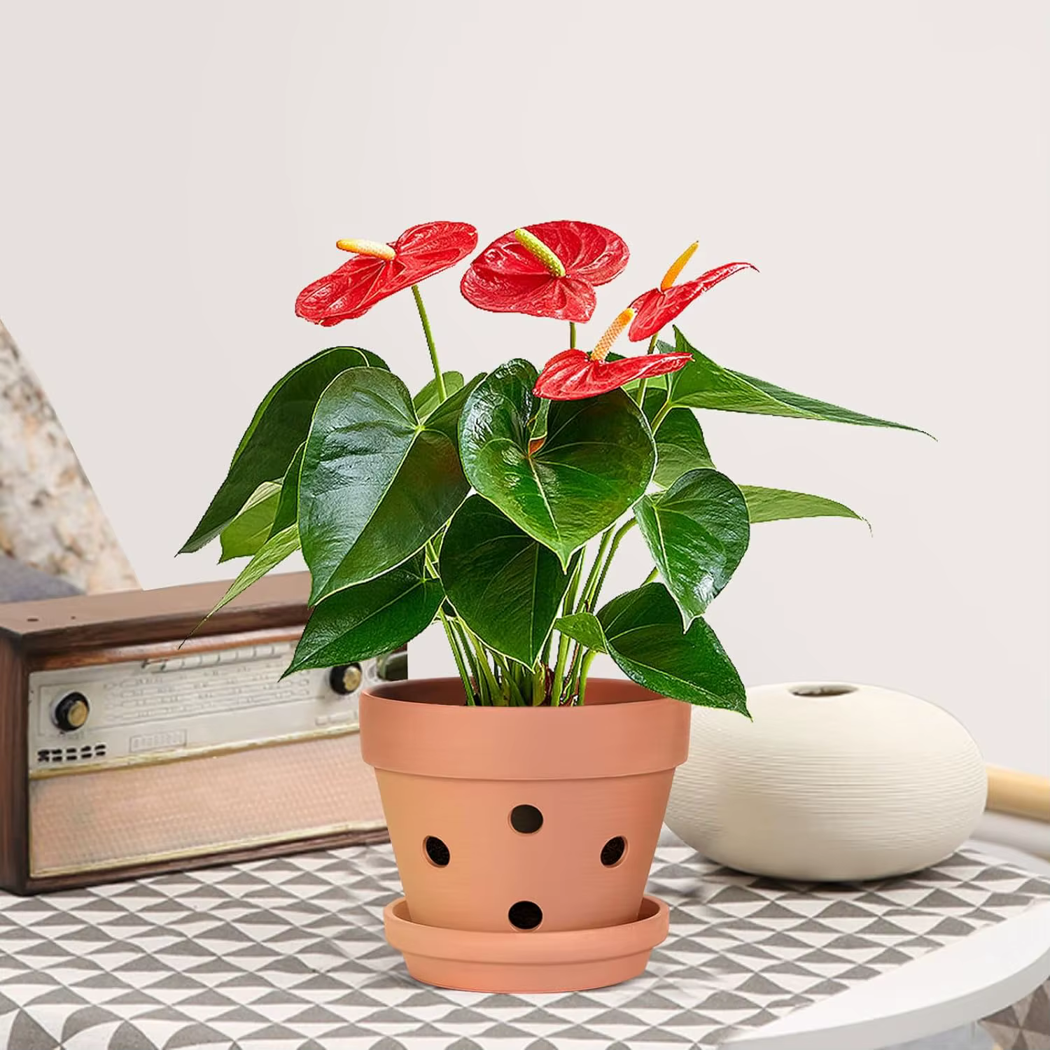 Pots d'orchidées en terre cuite de 4 pouces