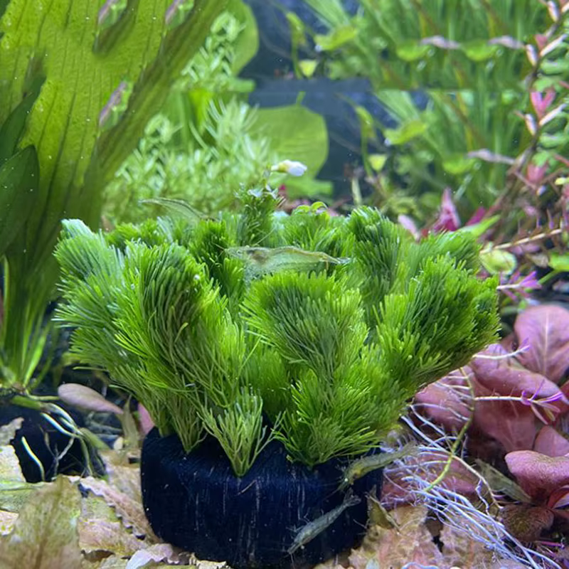 Décoration d'aquarium, plantation d'herbe et d'eau