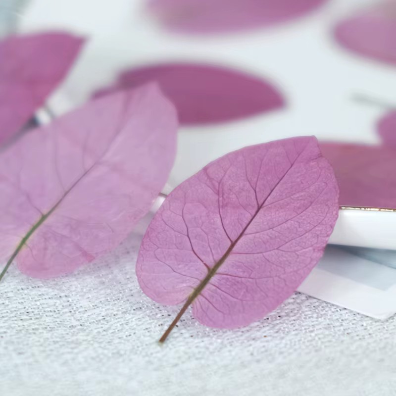 3-5cm/24 pièces, Fleurs de Bougainvillea Glabra pressées naturelles