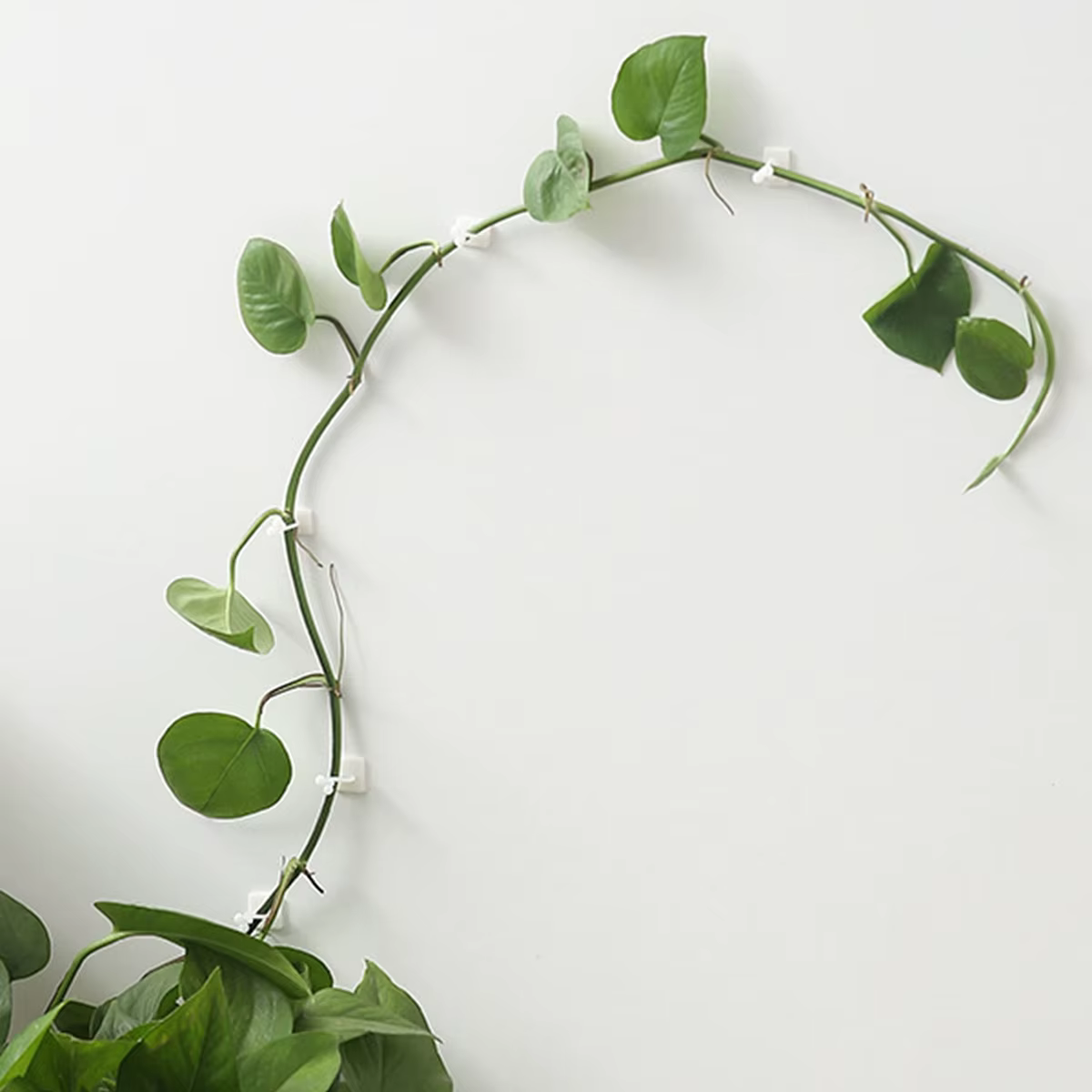 Clips de Fixation Murale en Rotin pour Plantes d'Escalade