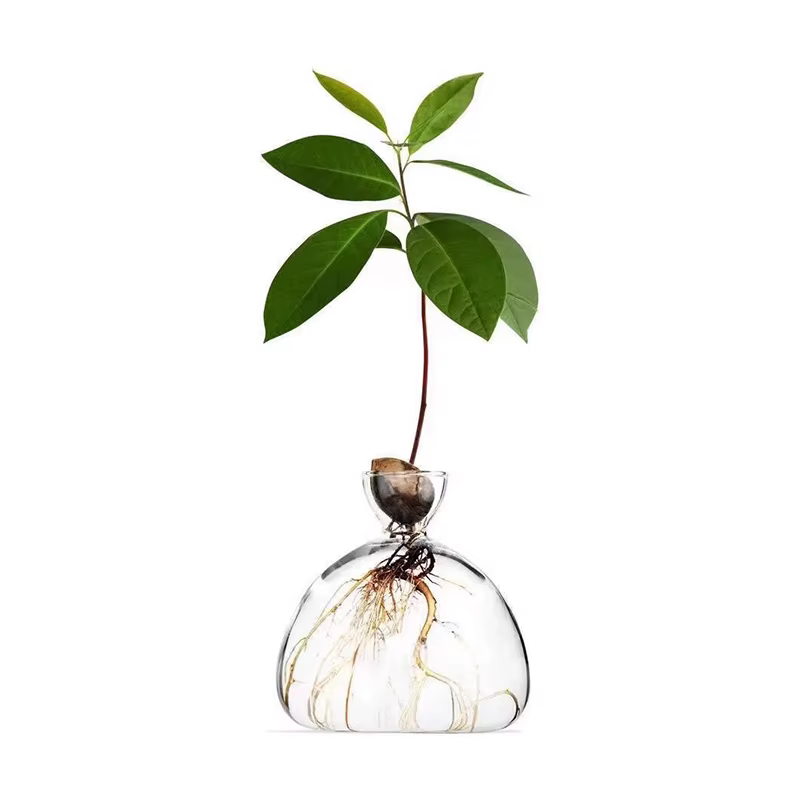Kit de culture d'arbre d'avocat