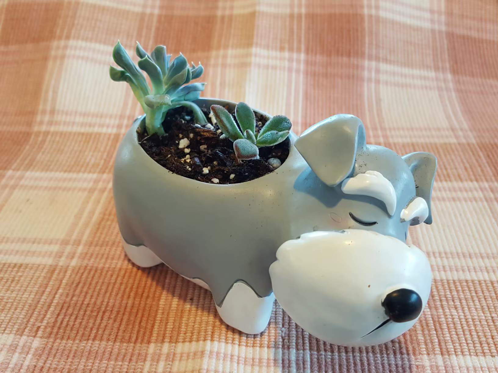 Cadeau créatif Schnauzer planteur de chien Pot de plante succulente Pots mignons pour plantes Cactus jardin décoration de bureau à domicile pour les amoureux des chiens