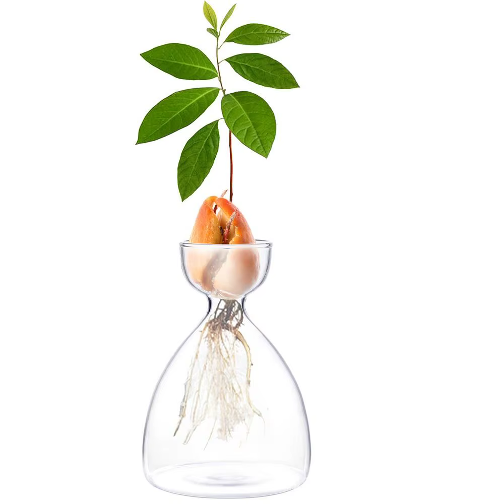 Vase de germination pour graines d'avocat