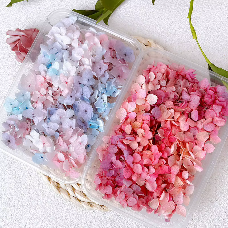 Anna – hortensia de couleur dégradée