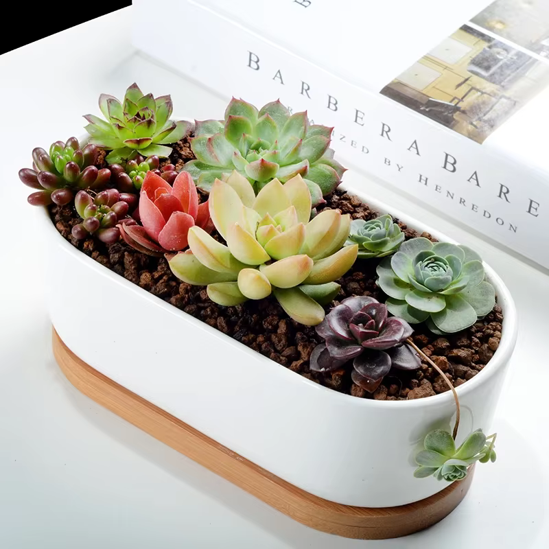 Pot de jardinière succulente blanche en céramique de forme ovale avec plateau en bambou