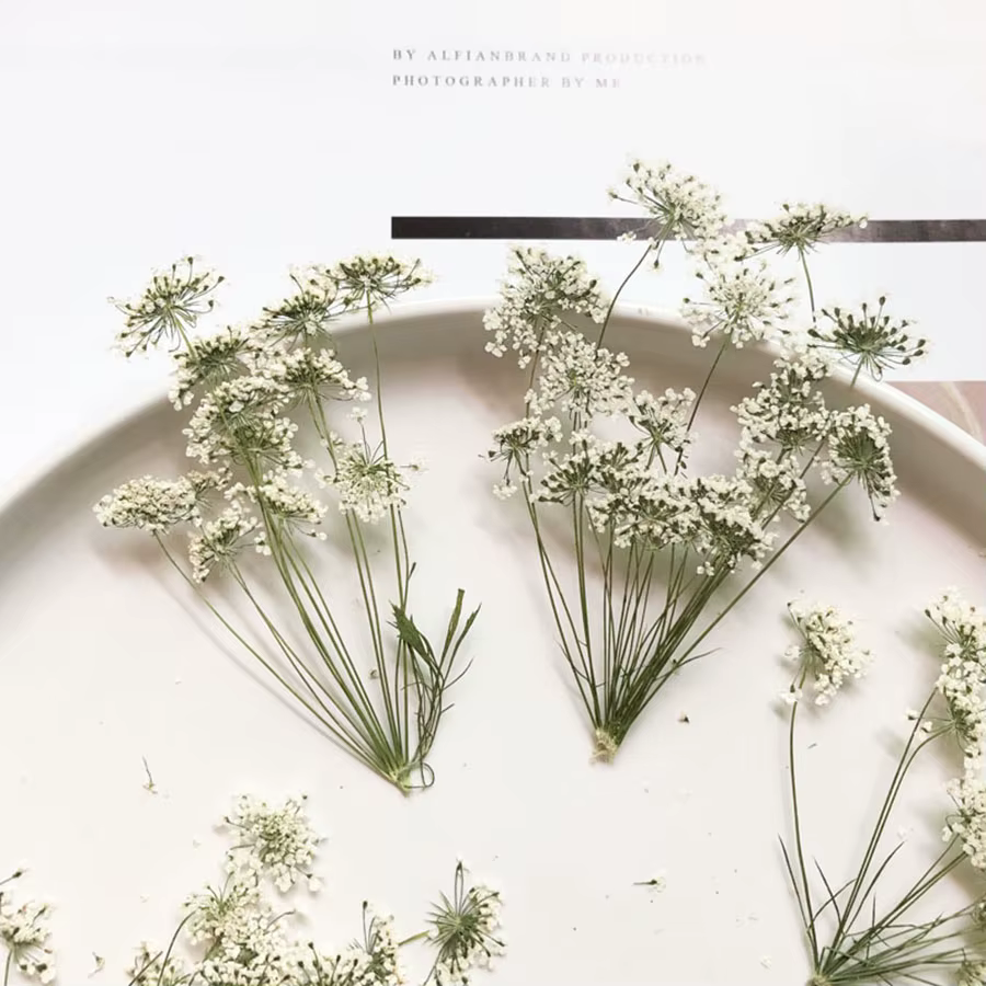 PMurcia-Fleurs séchées naturelles blanches multi-têtes Ammi Majus