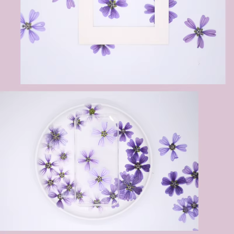 Pétale de Fleur de Mauve Murcia