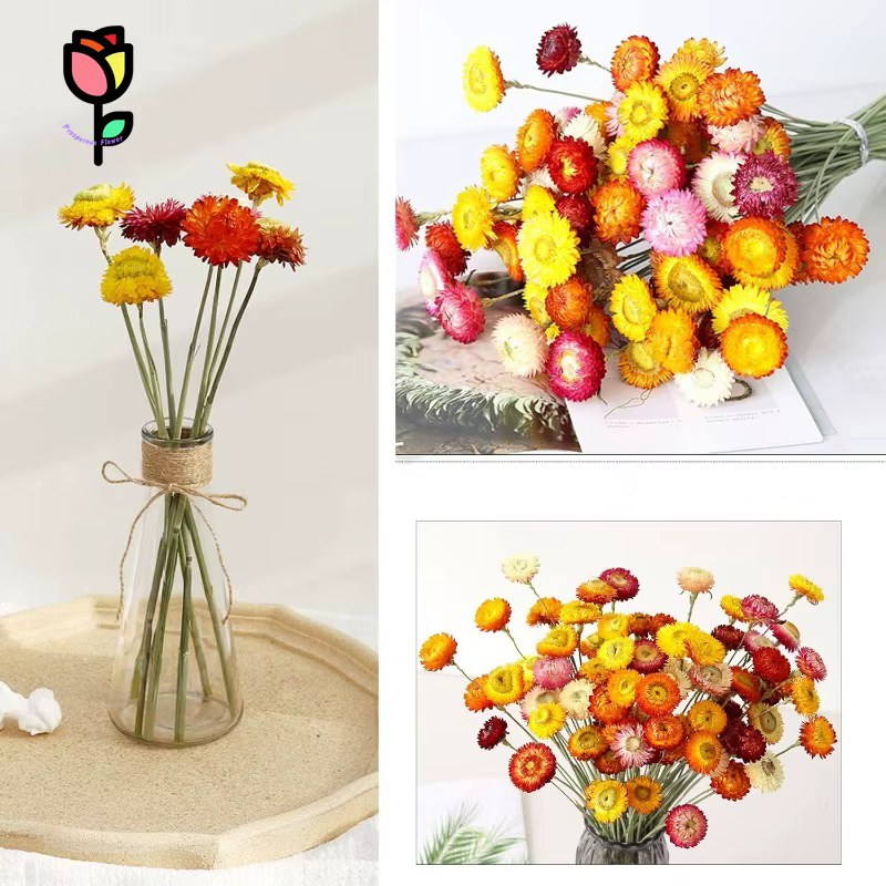 Fleurs de marguerite naturelles, 15 tiges, marguerites multicolores, tournesols artificiels, fleurs sèches d'automne, fleurs oranges, bouquets DIY pour vase, décoration de la maison