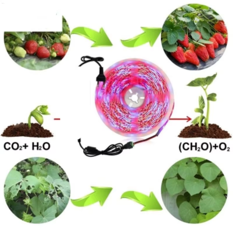 12V Led plante poussent la lumière spectre complet Phyto lampe 1m 2m 3m 5M bande pour graines fleur serre tente plantes hydroponiques éclairage