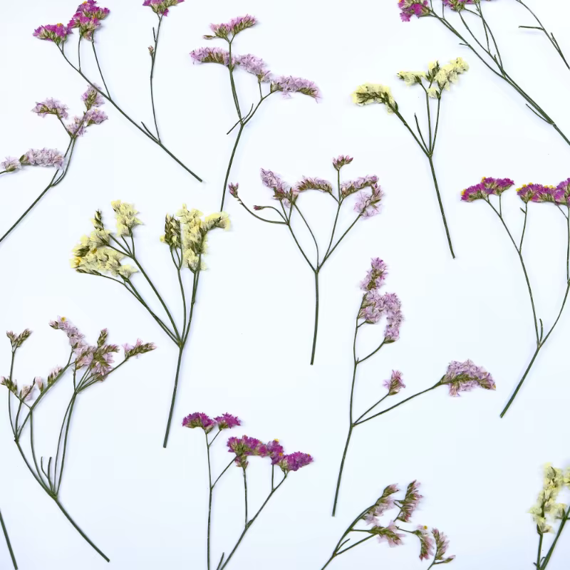 6 pièces, fleurs séchées pressées en herbe de cristal véritable