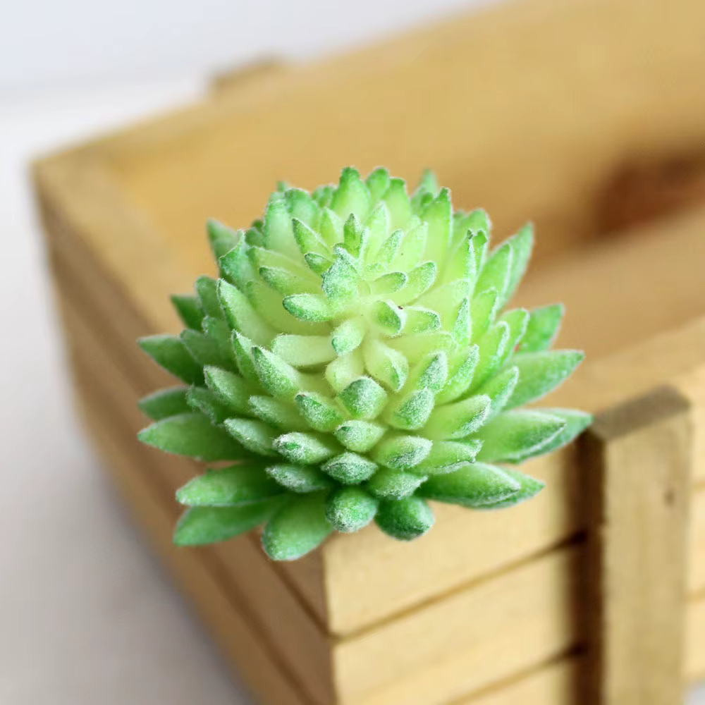 Plantes vertes succulentes artificielles