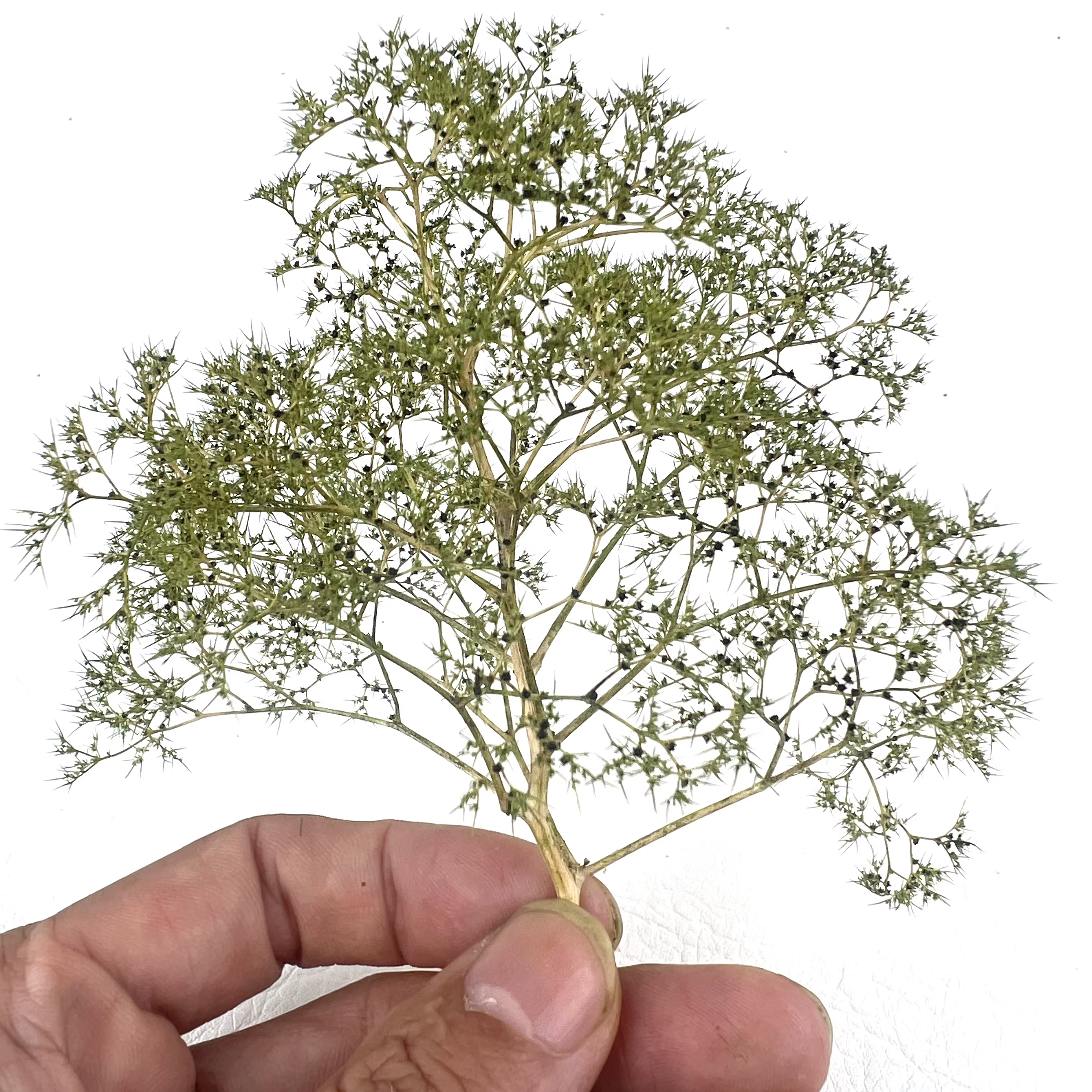 Diorama – arbres et buissons en mousse de mer