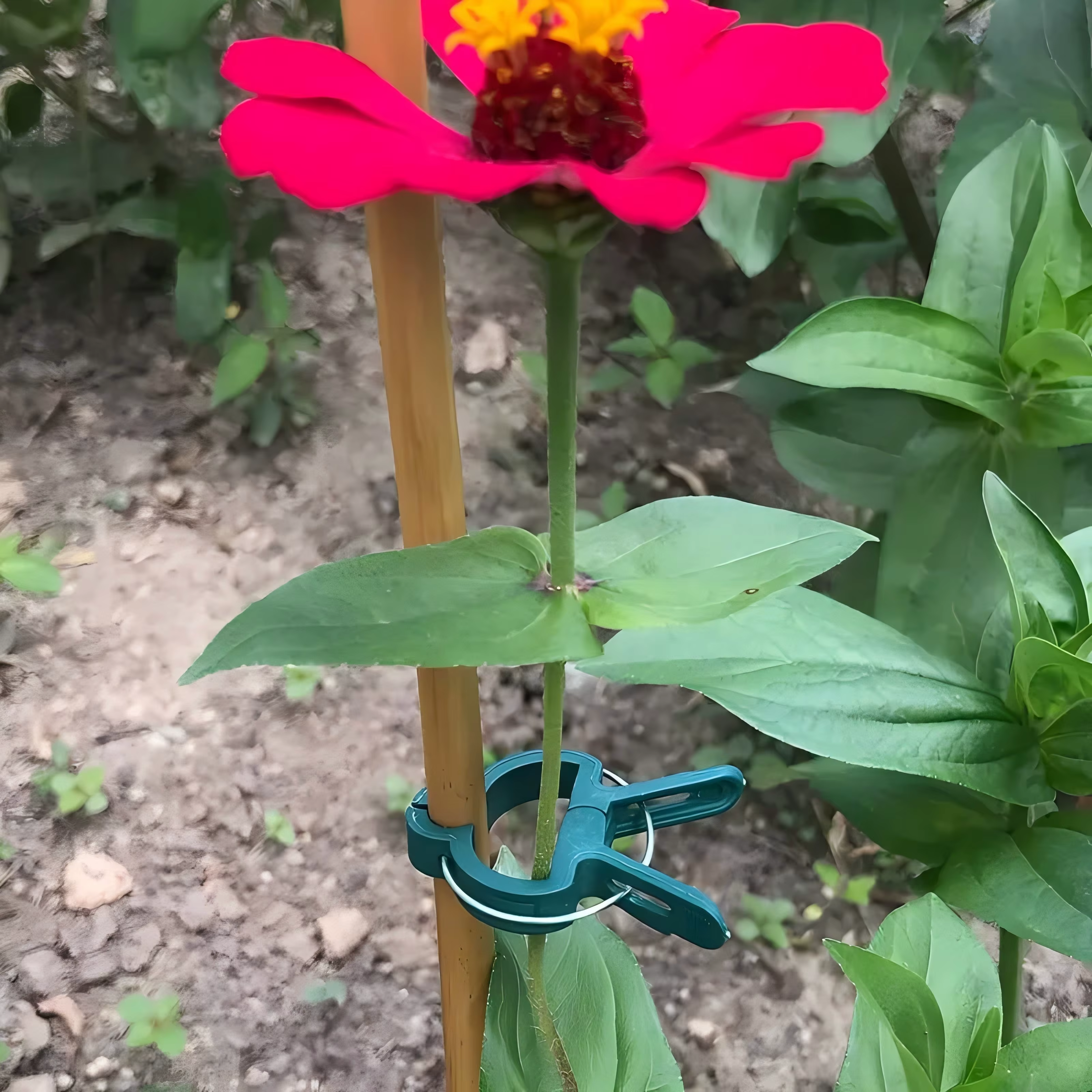 Clips pour plantes grimpantes