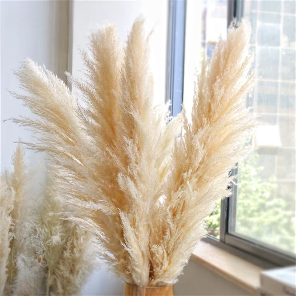 Grand Plume d'herbe de Pampa séchée de 110 à 120cm