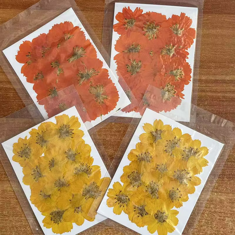 Têtes de fleurs de Cosmos Sulphureus séchées et pressées