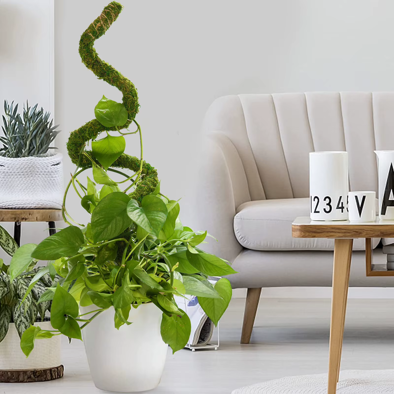 Poteau de mousse pliable pour plantes