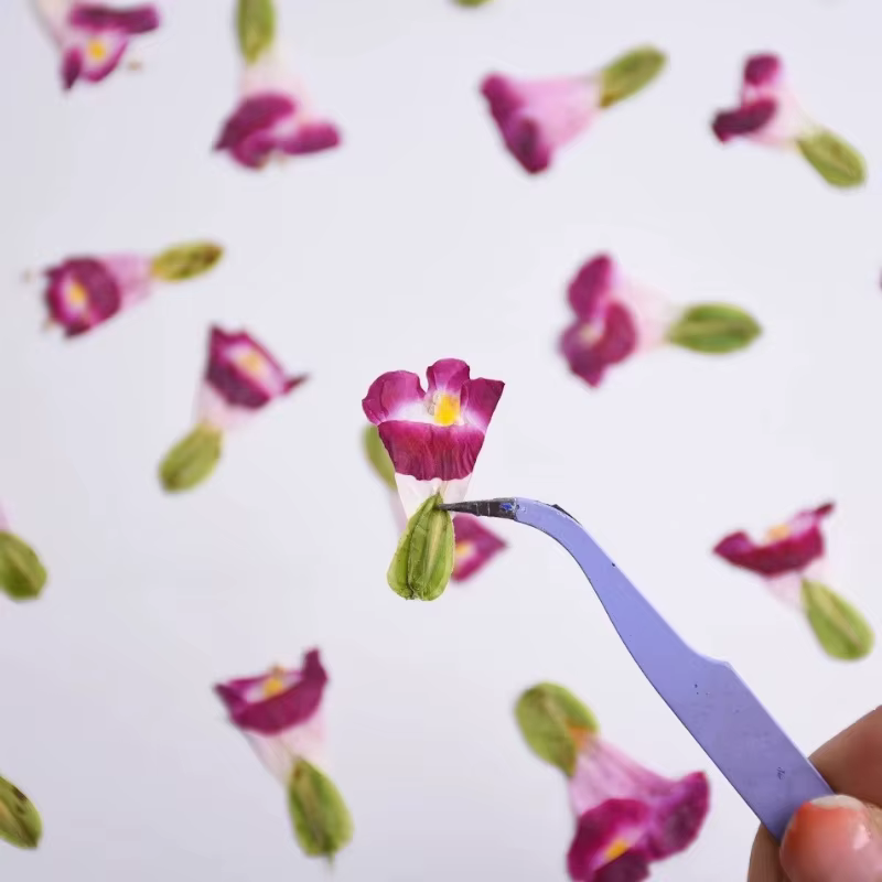 12 pièces, fleurs séchées naturelles de Torenia