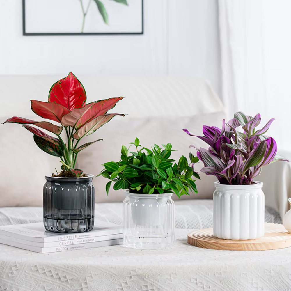 Mini jardinière hydroponique pour plantes succulentes d'intérieur