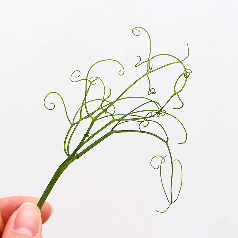 Feuilles Vertes Véritables