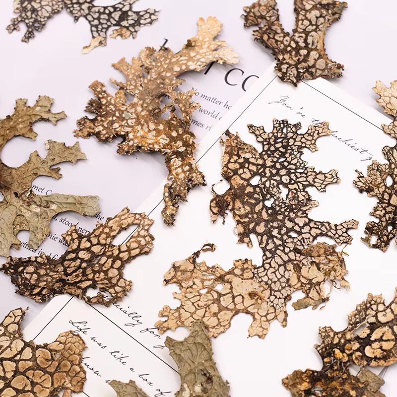 4 pièces, fleur pressée naturelle d'écorce rare-Vintage bricolage