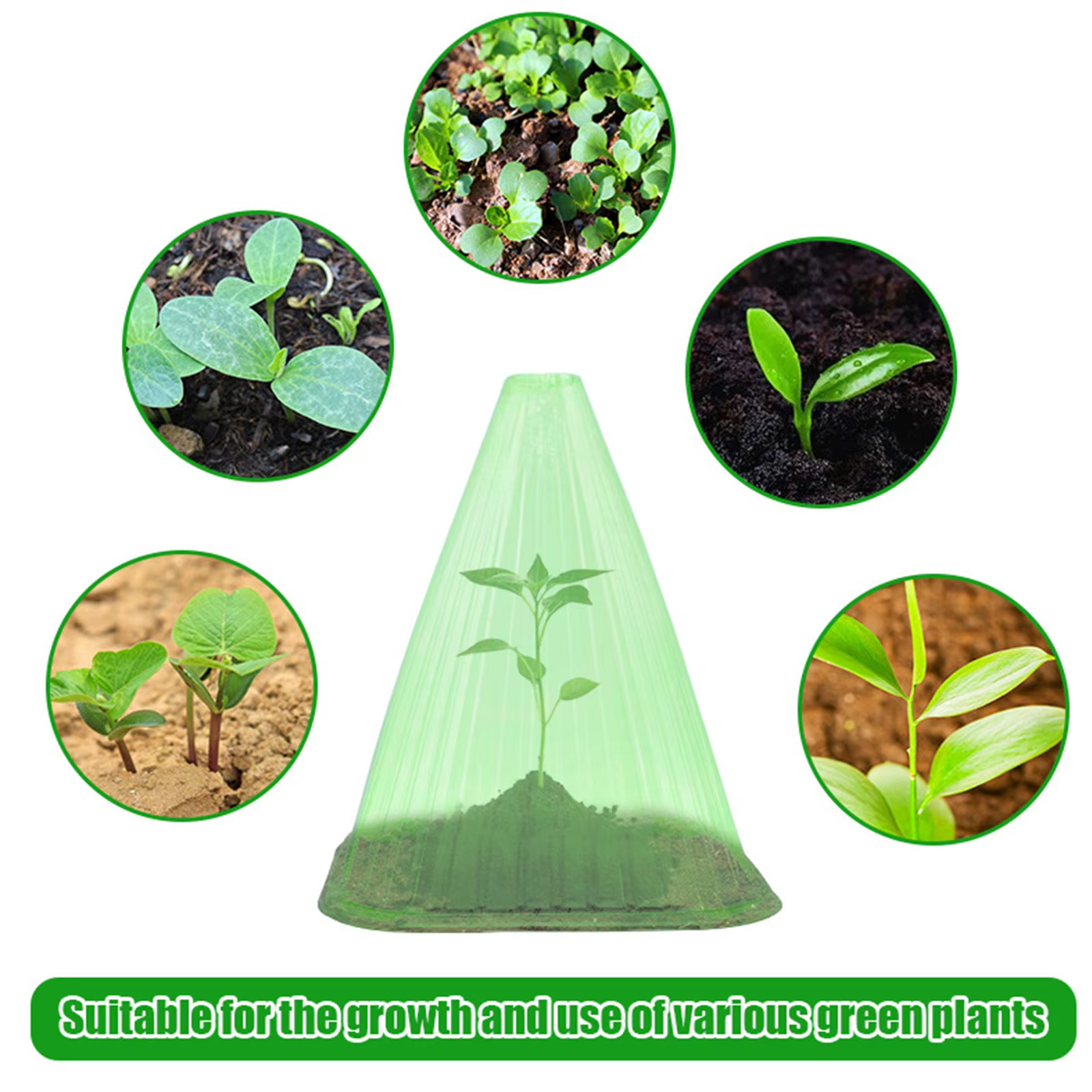 Cloche de plantes vertes