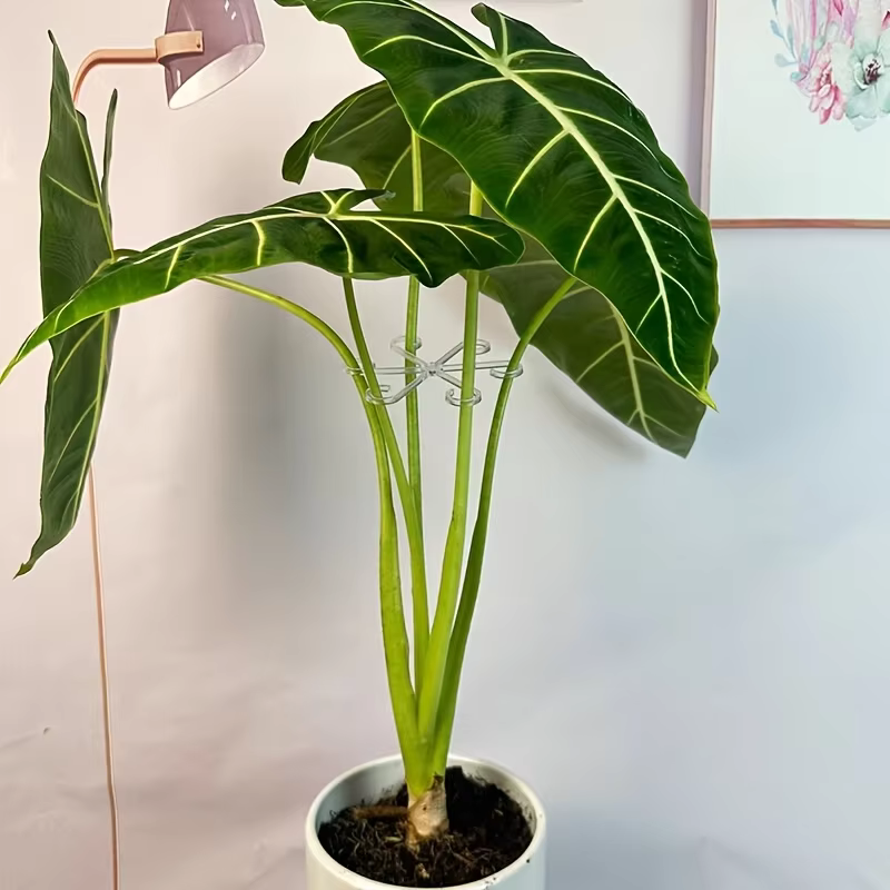 Clips de Support pour plantes grimpantes