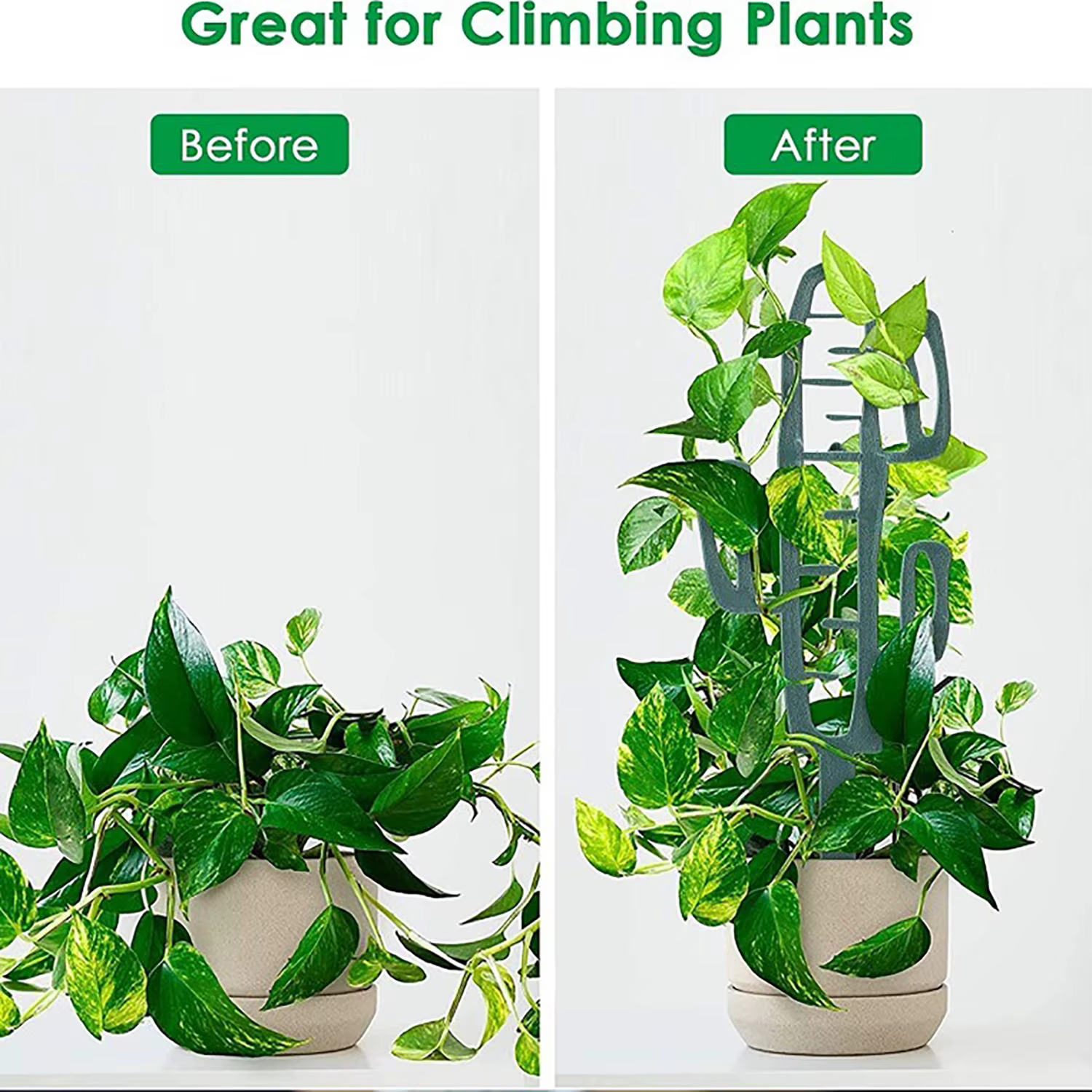 Support d'escalade pour plantes
