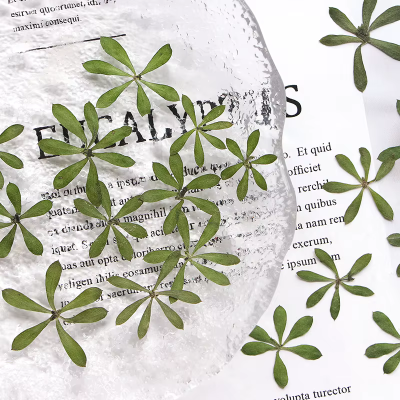 Nature Green Leaves Pressed Flower