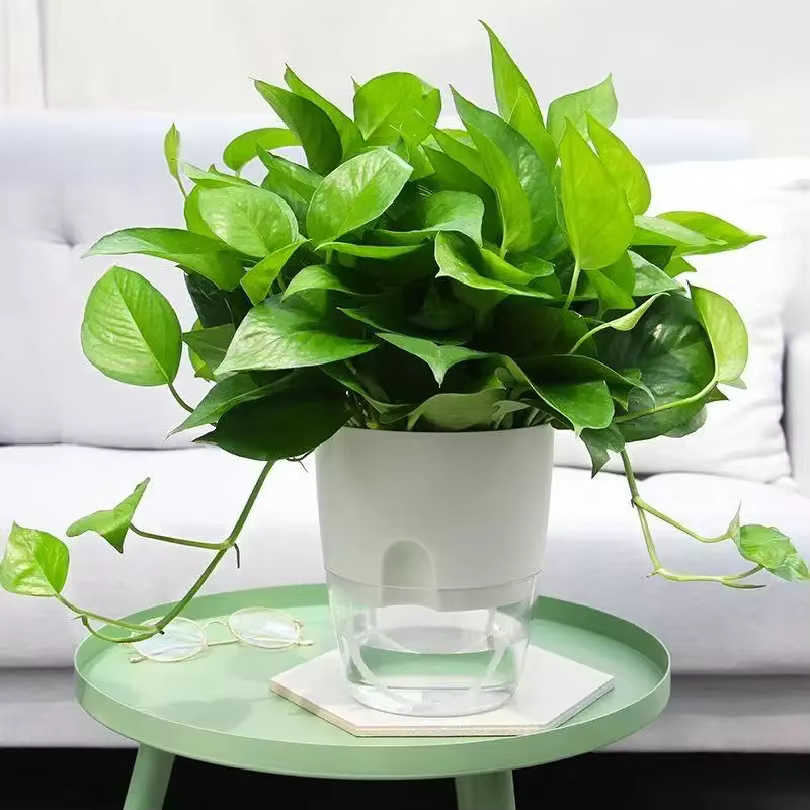 Pots auto-arrosants pour plantes