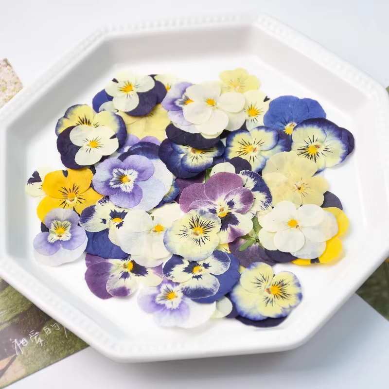 50 pièces/2-4 cm, pétale de fleur de pensée pressé