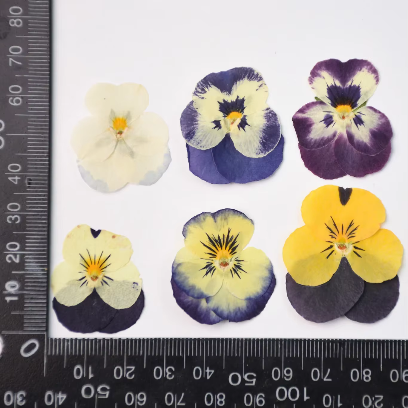 50 pièces/2-4 cm, pétale de fleur de pensée pressé