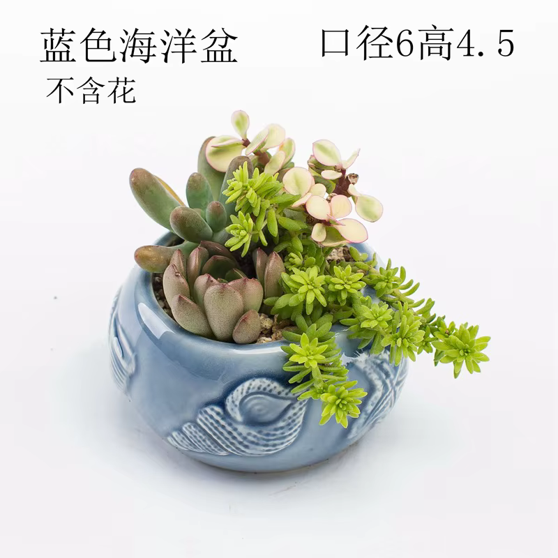Pot de fleurs miniature en forme de baleine et de coquillage
