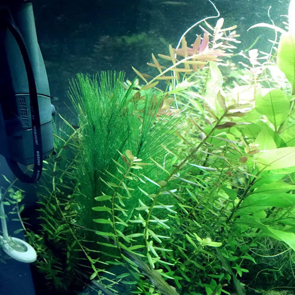 30cm Imitation eau herbe Aquarium aquatique plante artificielle fausse