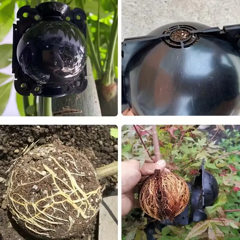 12 boules de bouturage pour plantes