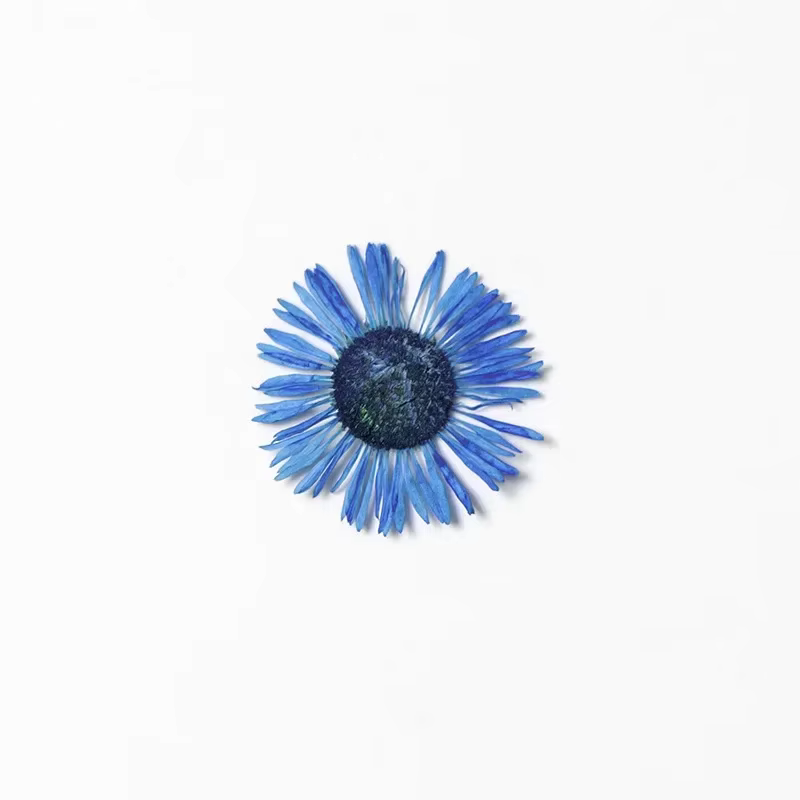 1,5-2,5 CM/12 PIÈCES, Pétales de fleurs séchées d'Erigeron annuel pressées, pour marque-pages peints à la main, cadres photo, bijoux, bougies d'aromathérapie
