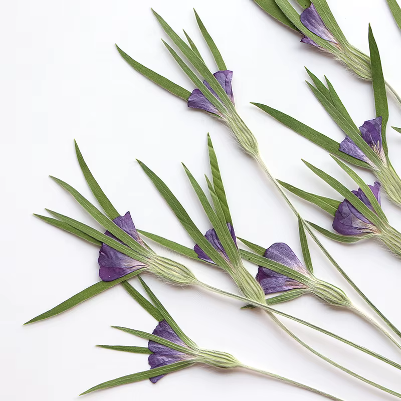 12 pièces, fleurs séchées naturelles d'Agrostemma Githigo pressées
