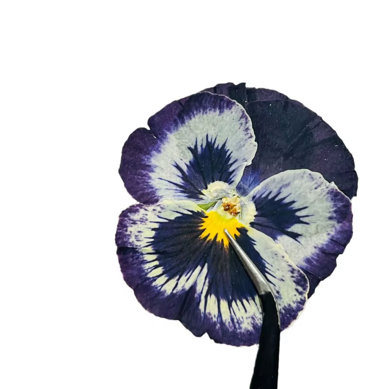 Fleurs séchées pressées pour l'art en résine