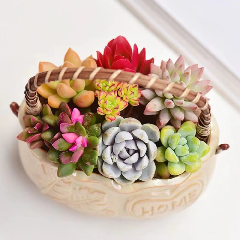 Jardinière succulente en céramique résistante à la Corrosion