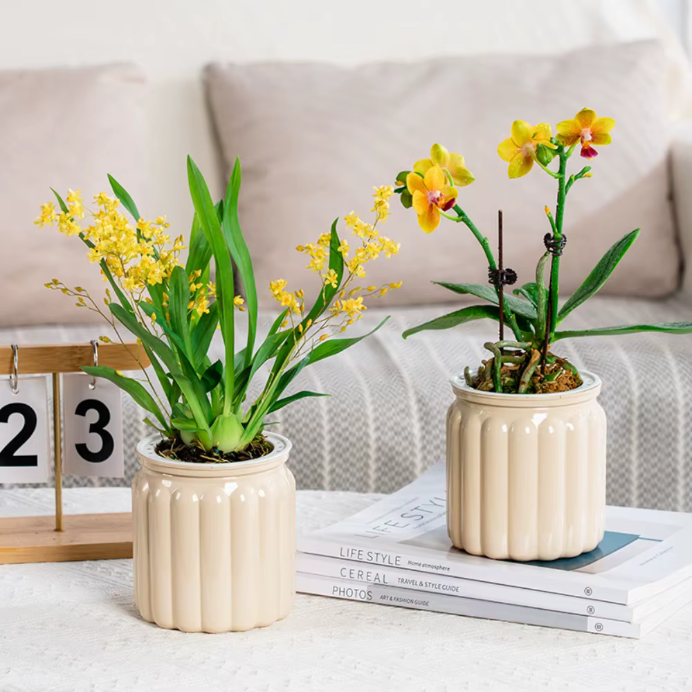 Mini jardinière hydroponique pour plantes succulentes d'intérieur