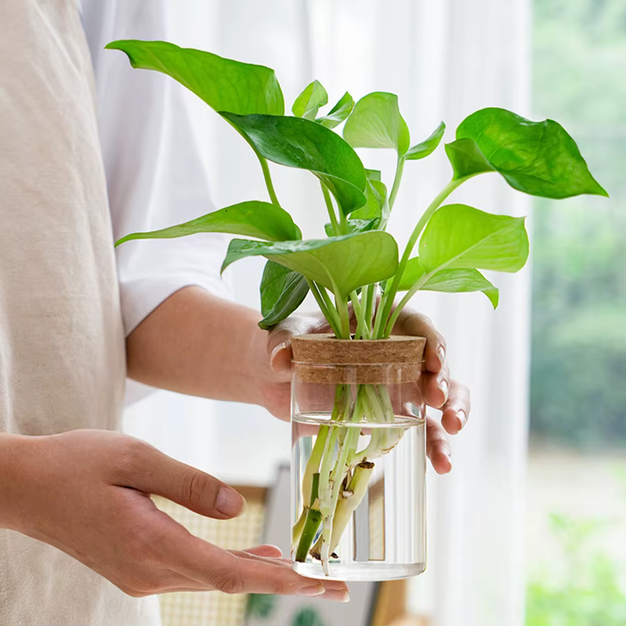 Station de propagation des plantes