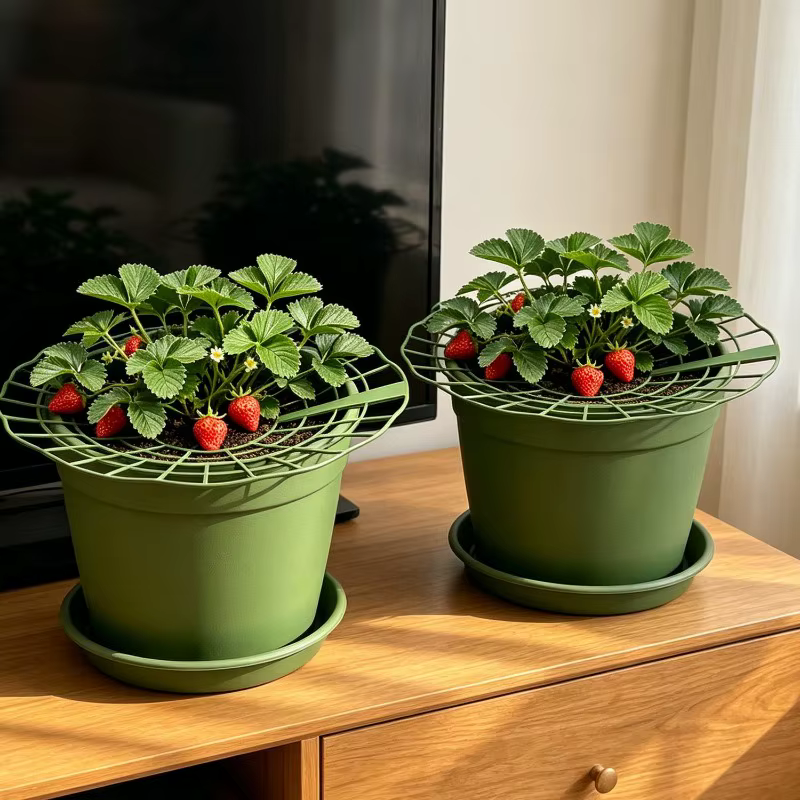 Supports de fraises anti-putréfaction