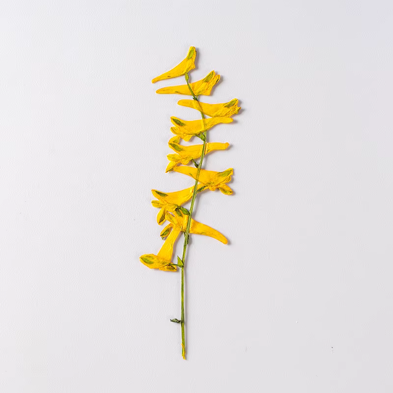 6 pièces/6-10 cm, fleurs séchées d'herbe de perroquet naturelles