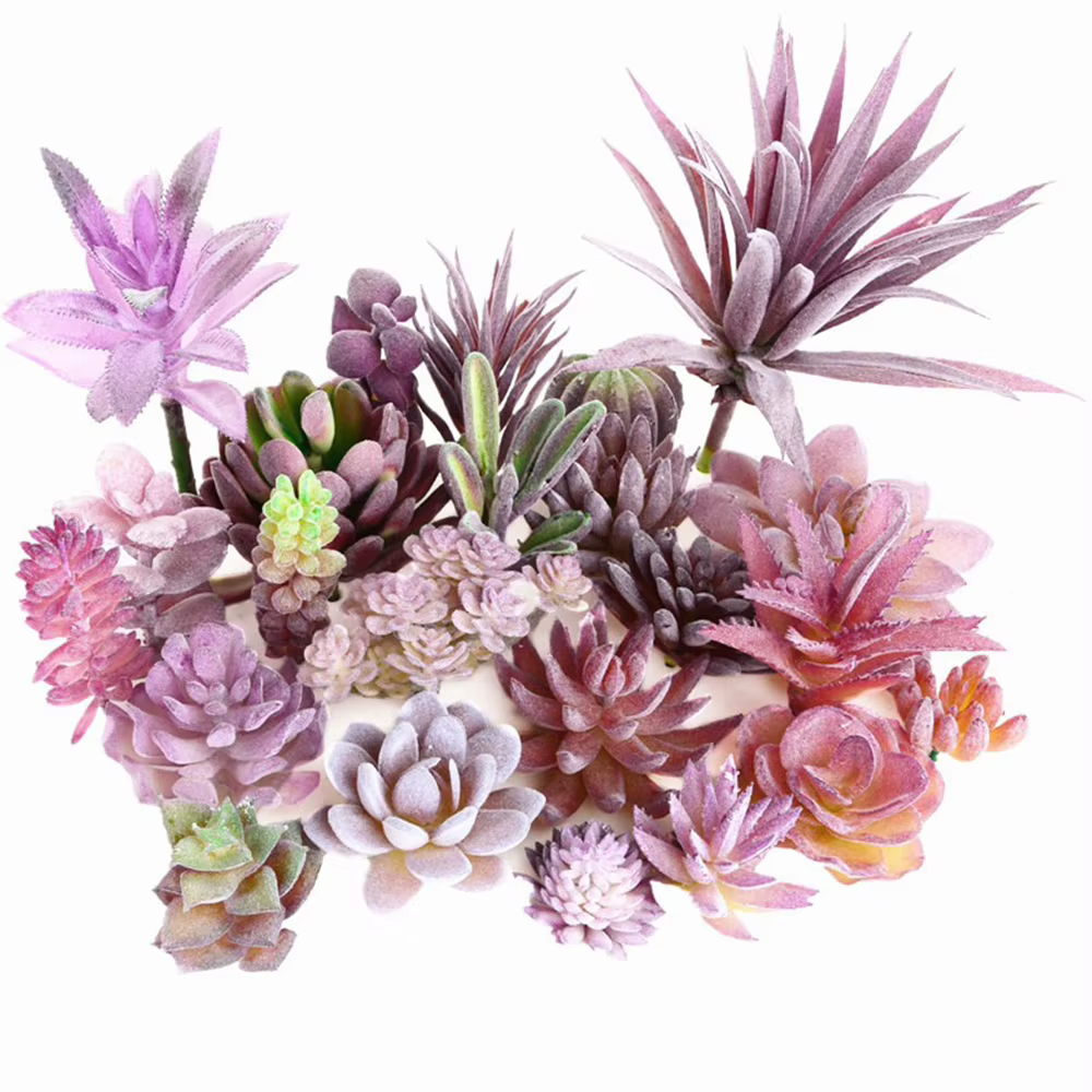 Tête de fleur succulente
