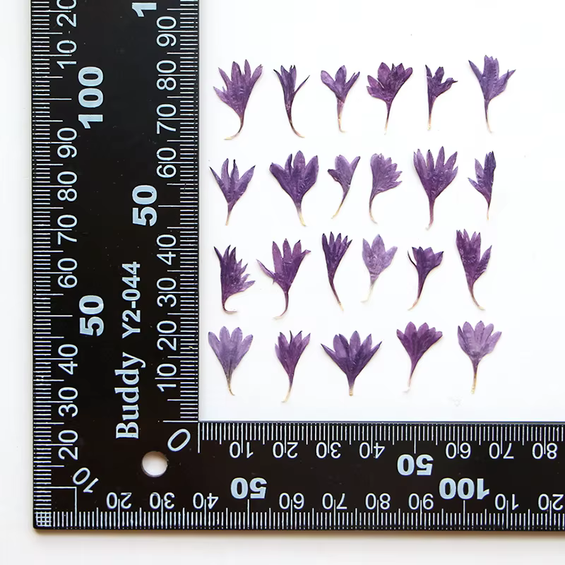 Fleur de centagaine séchée pressée