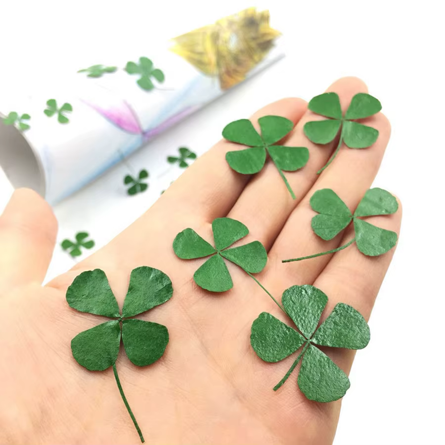 Feuilles séchées vertes PMurcia 4-scalp