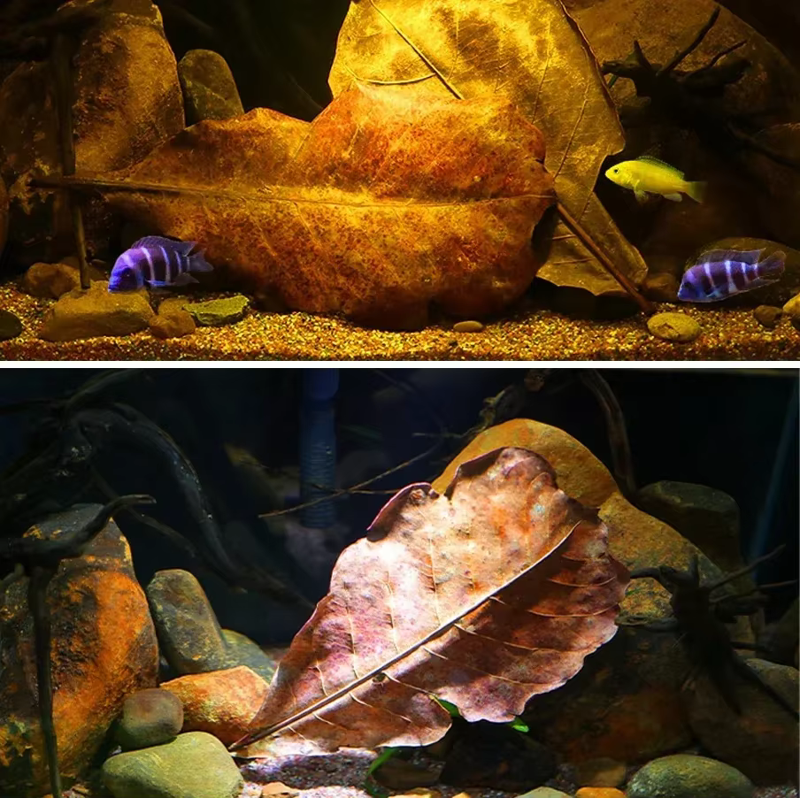 CatNordz-Feuilles naturelles politiquement pour la décoration d'aquarium